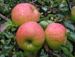 Bramley Apfel