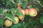 Schottische Coul Blush Äpfel