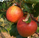 Rubinette Äpfel