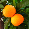 Orangenblätter